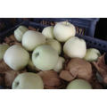 Manzana Jinshuai fresca / Frutas chinas de alta calidad